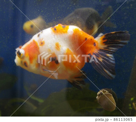 癒しの酒場の金魚 86113065