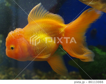 癒しの酒場の金魚 癒しの酒場の金魚 86113066