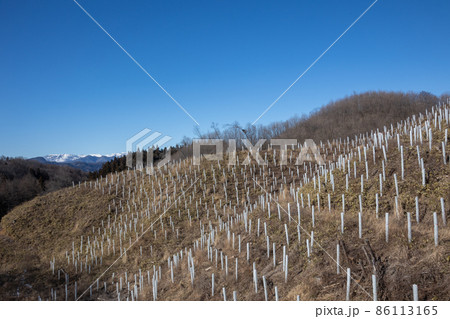 苗木の保護を施した山 86113165