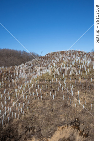 苗木の保護を施した山 86113169