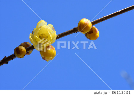 辺りに芳香を漂わせ、春の日差しに輝く蝋細工のようなソシンロウバイの花 86113531