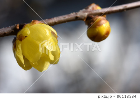 辺りに芳香を漂わせ、春の日差しに輝く蝋細工のようなソシンロウバイの花 辺りに芳香を漂わせ、春の日差しに輝く蝋細工のようなソシンロウバイの花 86113534