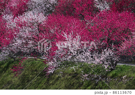 満開の花桃 86113670