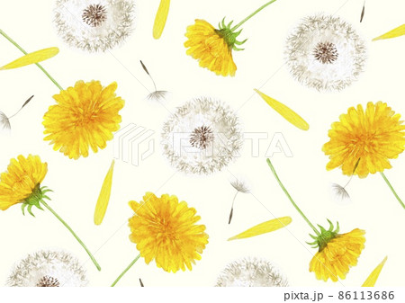 タンポポ たんぽぽ 春の花 背景 模様 テキスタイル 水彩 イラストのイラスト素材
