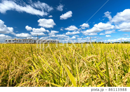 【青森県津軽平野】津軽富士岩木山を眺めながら黄金色の津軽平野を走る田んぼ鉄道 86113988