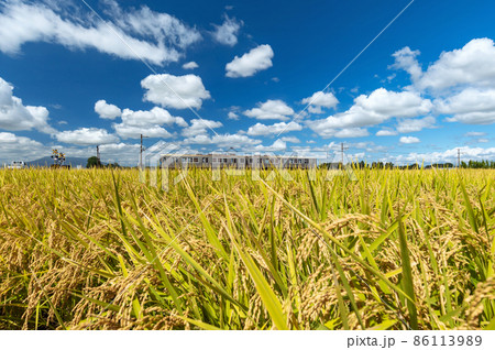 【青森県津軽平野】津軽富士岩木山を眺めながら黄金色の津軽平野を走る田んぼ鉄道 86113989