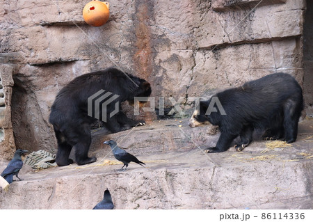 動物園で2頭のメガネクマとカラスがいるクマの山の風景 動物園で2頭のメガネクマとカラスがいるクマの山の風景 86114336