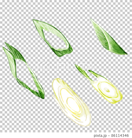 Hand-painted watercolor diagonally cut green onion illustration set 86114346