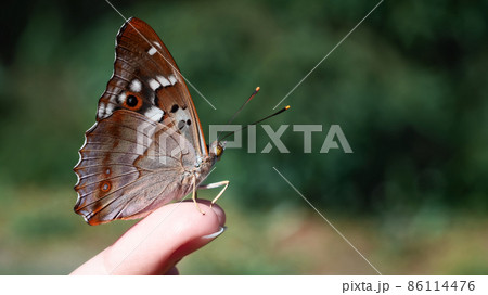 Beautiful butterfly sits on the girl's fingertips, selective focus 86114476