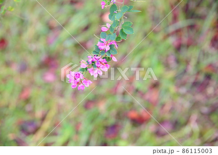 ハギの花 ハギの花 86115003