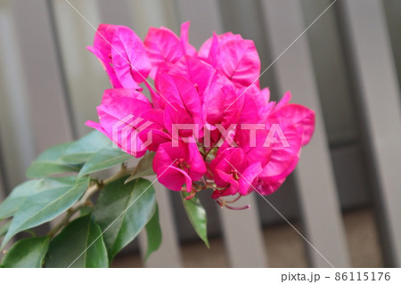 濃いピンク色の花の咲く風景 濃いピンク色の花の咲く風景 86115176