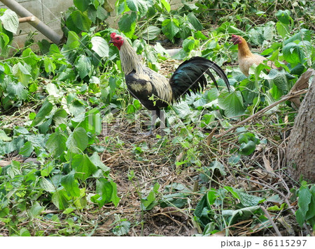 Chicken standing on dirt land with natural green tree leaf, Black with brown and yellow color stripes of feather on rooster and hen, Piper sarmentosum or Leafus leaf in Thailand Chicken standing on dirt land with natural green tree leaf, Black with brown and yellow color stripes of feather on rooster and hen, Piper sarmentosum or Leafus leaf in Thailand 86115297