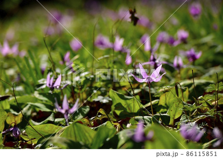 三毳山のカタクリの里 86115851