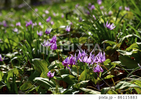 三毳山のカタクリの里 86115883