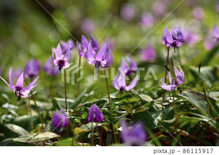 三毳山のカタクリの里 86115917