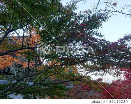 京都の紅葉をめぐる 一休寺編 京都の紅葉をめぐる 一休寺編 86116220