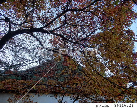 京都の紅葉をめぐる　一休寺編 86116222