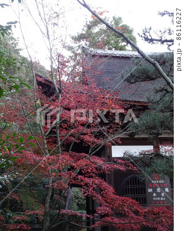 京都の紅葉をめぐる 一休寺編 京都の紅葉をめぐる 一休寺編 86116227