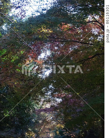 京都の紅葉をめぐる　下鴨神社編 86116301