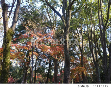京都の紅葉をめぐる　下鴨神社編 86116315
