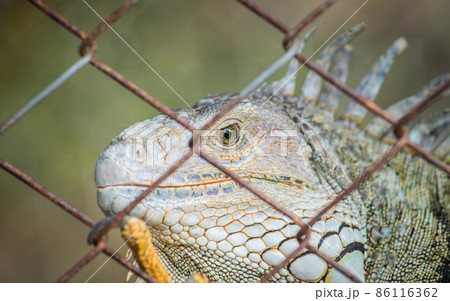 Closeup of green Iguana in the cage, Iguana have strong jaws with razor-sharp teeth and sharp tails. One of the most popular reptile pets in the United States. Closeup of green Iguana in the cage, Iguana have strong jaws with razor-sharp teeth and sharp tails. One of the most popular reptile pets in the United States. 86116362
