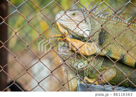 Portrait of green Iguana in the cage, Iguana have strong jaws with razor-sharp teeth and sharp tails. One of the most popular reptile pets in the United States. Portrait of green Iguana in the cage, Iguana have strong jaws with razor-sharp teeth and sharp tails. One of the most popular reptile pets in the United States. 86116363
