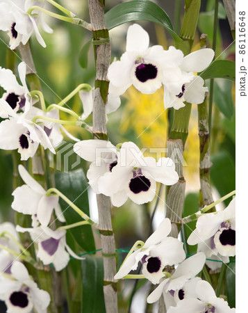 洋ラン　デンドロビウム 86116648
