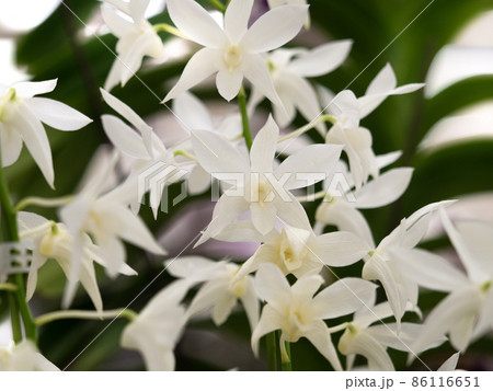 洋ラン　デンドロビウム 86116651