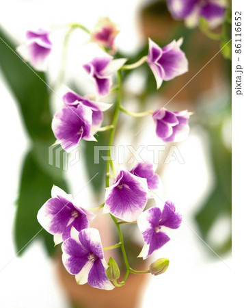 洋ラン　デンドロビウム 86116652