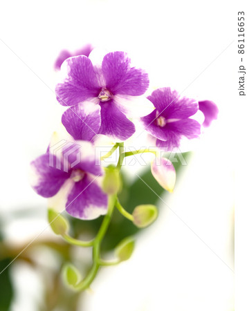 洋ラン　デンドロビウム 86116653