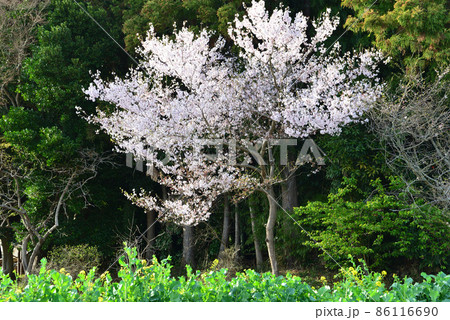 K宅のサクラ　2021-3-29　＃9 86116690