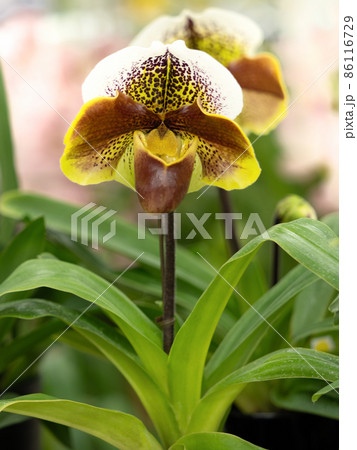 洋ラン パフィオペディラム 洋ラン パフィオペディラム 86116729