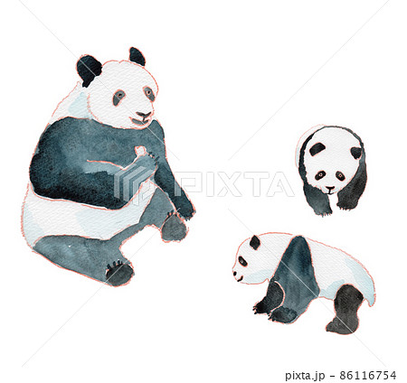 パンダの親子の水彩イラスト 86116754