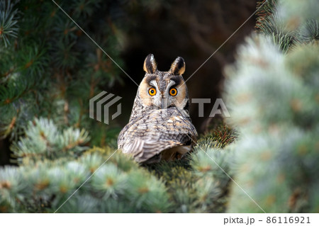 Close young owl sit in a tree and looking on the the camera 86116921