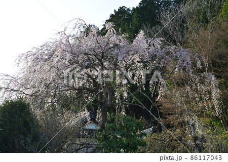 K宅のサクラ　2021-3-29　＃11 86117043