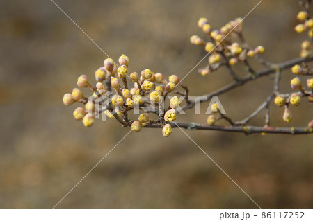 Branches with flower buds of European cornel or Cornus mas in spring 86117252