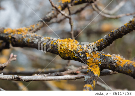 Common orange lichen, Xanthoria parietina on branch of tree Common orange lichen, Xanthoria parietina on branch of tree 86117258