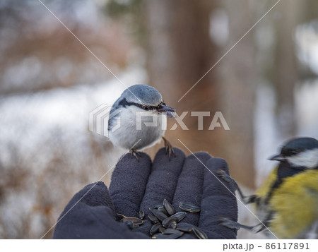 The Eurasian nuthatch eats seeds from a man's hand. Hungry bird wood nuthatch eating seeds from a hand during winter or autumn 86117891