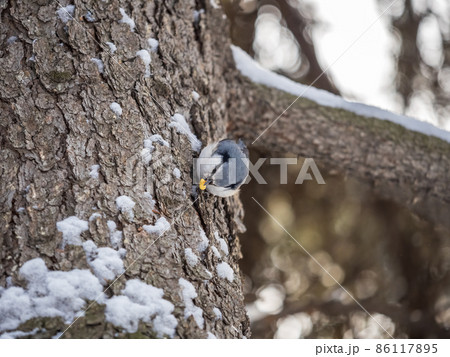 Eurasian nuthatch or wood nuthatch, lat. Sitta europaea, sitting on a tree trunk with snow in winter Eurasian nuthatch or wood nuthatch, lat. Sitta europaea, sitting on a tree trunk with snow in winter 86117895