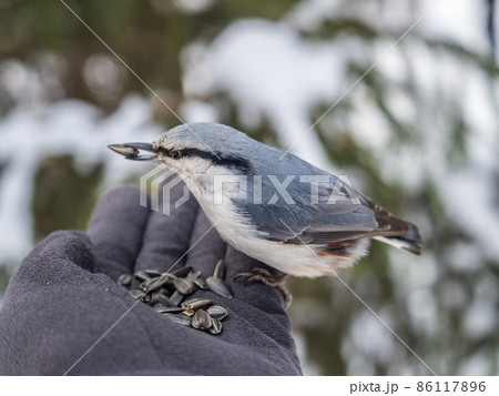 The Eurasian nuthatch eats seeds from a man's hand. Hungry bird wood nuthatch eating seeds from a hand during winter or autumn 86117896