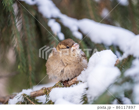 Sparrow sits on a fir branch with snow in winter 86117897
