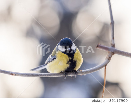 Cute bird Great tit, songbird sitting on a branch without leaves in the autumn or winter. Cute bird Great tit, songbird sitting on a branch without leaves in the autumn or winter. 86117900