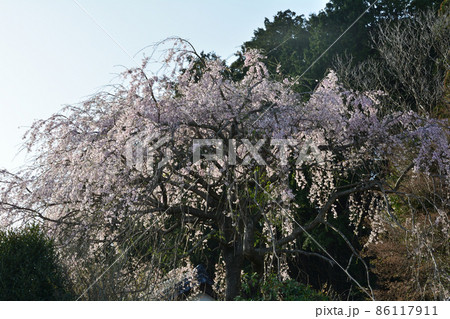 K宅のサクラ 2021-3-29 #30 K宅のサクラ 2021-3-29 #30 86117911