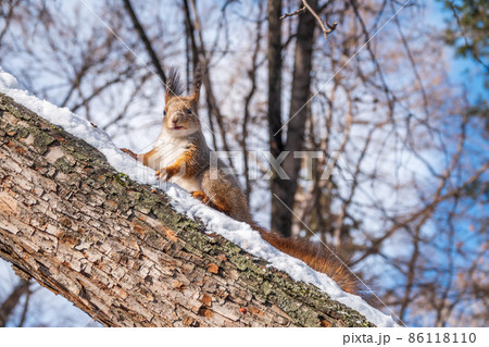 Squirrel in winter sits on a tree trunk with snow Squirrel in winter sits on a tree trunk with snow 86118110