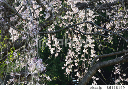 K宅のサクラ　2021-3-29　＃31 86118149