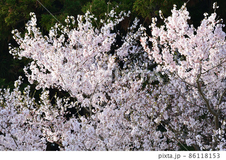 K宅のサクラ　2021-3-29　＃35 86118153