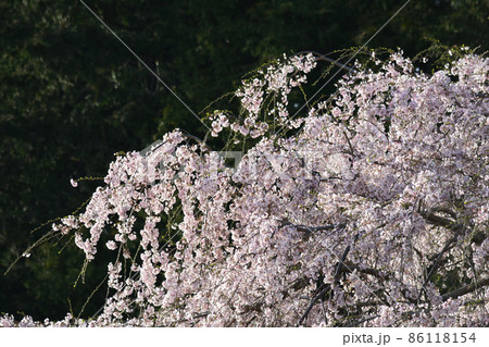 K宅のサクラ　2021-3-29　＃36 86118154