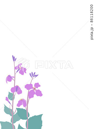 ムラサキハナナ(紫花菜)ショカツサイ(諸葛菜)花大根のイラストフレーム はがきサイズ縦型 ムラサキハナナ(紫花菜)ショカツサイ(諸葛菜)花大根のイラストフレーム はがきサイズ縦型 86118200