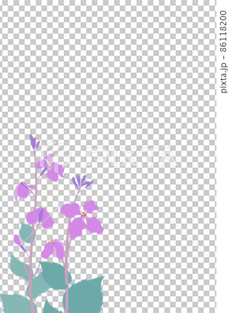 ムラサキハナナ(紫花菜)ショカツサイ(諸葛菜)花大根のイラストフレーム はがきサイズ縦型 ムラサキハナナ(紫花菜)ショカツサイ(諸葛菜)花大根のイラストフレーム はがきサイズ縦型 86118200
