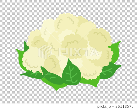 葉のついた、カリフラワーのイラスト 86118573